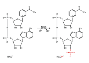 <ul><li><p>Electrons</p></li><li><p>w/o </p></li></ul><p></p>