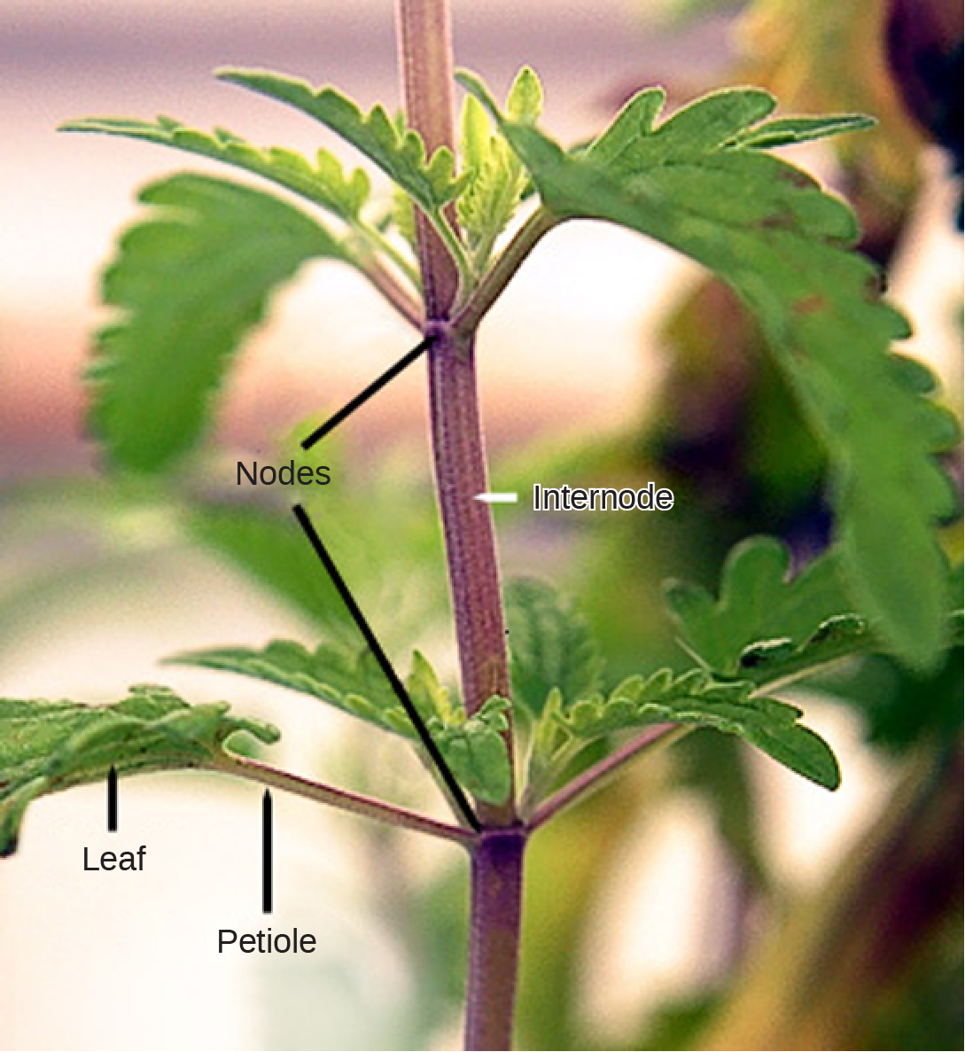 <p>Part of the the marking the point of attachment of leaves, flowers, fruits, buds, and other stems. </p>