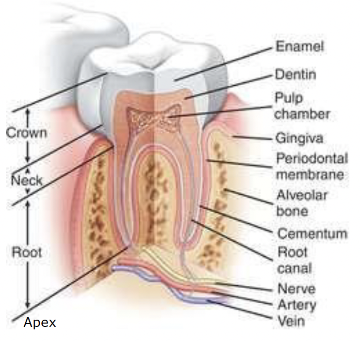 <p>Crown, cervical, root and apex</p>