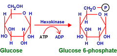 <p>- Traps G6P inside the cell bc the charged phosphate group acts as a molecular marker that cannot cross the plasma membrane</p><p>- Classified as isomerization (I) and Far-from-equilibrium (F)</p>