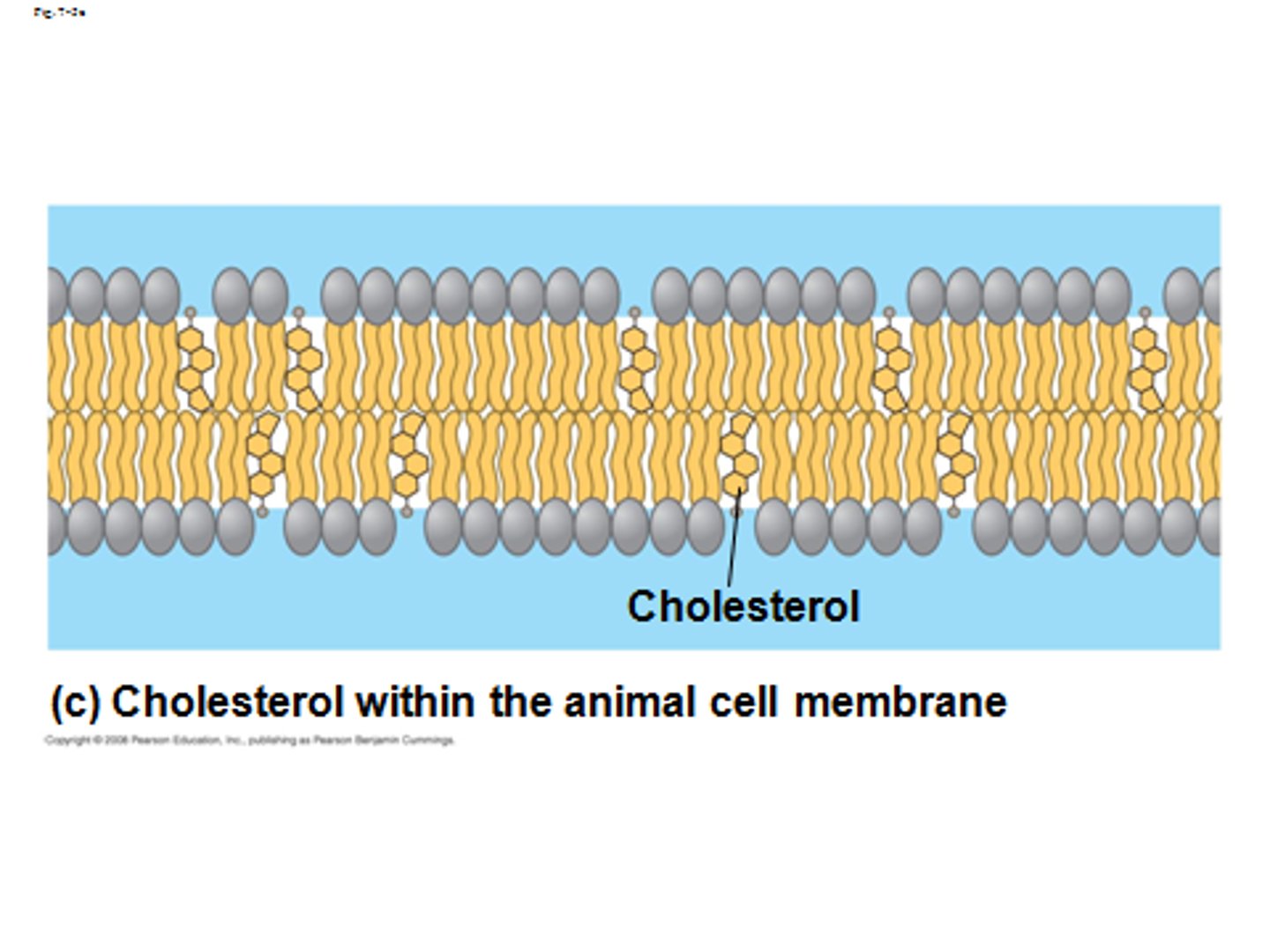 <p>Regulates the fluidity of the cell membrane.</p>