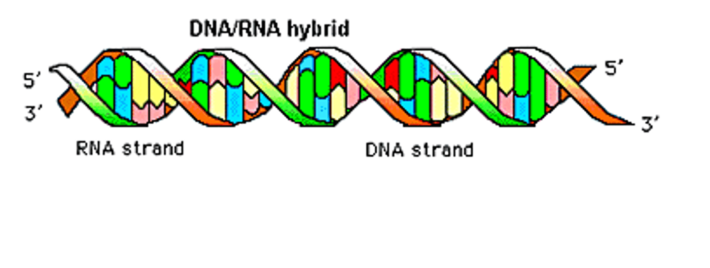 <p>Monomers: nucleotides</p><p>Bonds between: Phosphodiester Bonds</p><p>Polymers: DNA, RNA</p><p>Hydro..: philic</p><p>Functional Groups: phosphate</p><p>Functions: Storage of genetic info, Heredity, Protein Production</p><p>Examples: mRNA, tRNA, rRNA, DNA</p>