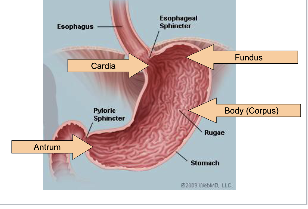 <p>parietal cells</p><p>body/fundus</p>
