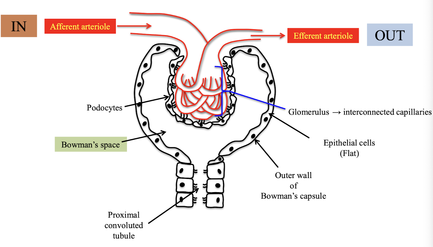 <ul><li><p>afferent/efferent arteriole</p></li><li><p>glomerulus</p></li><li><p>podocytes</p></li><li><p>bowman’s space</p></li><li><p>proximal tubule</p></li></ul><p></p>