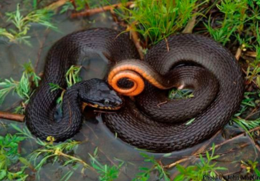 <p>Family Colubridae</p><p>Latin: Nerodia erythrogaster</p><p>Plain-bellied Watersnake</p>