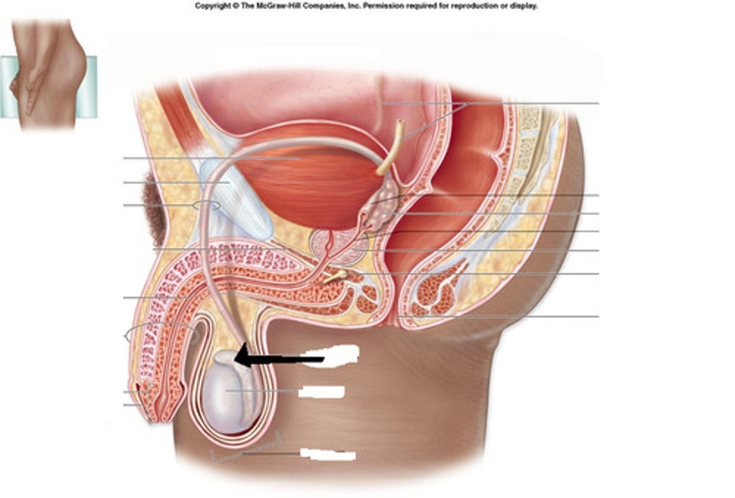 <p>The portion of the male duct system in which sperm mature</p><p>-empties into ductus vas deferens</p>