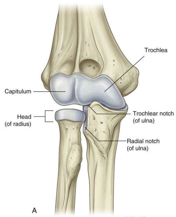 <p><strong>Elbow- </strong>Articular surfaces (3)</p>