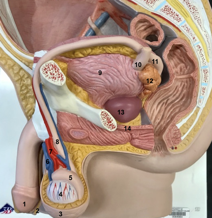 <p>13 and function</p>