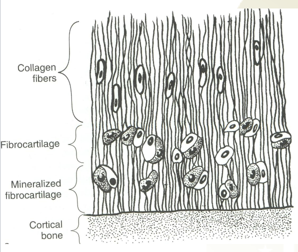 <p>4 Zones: (gets more stiff when closer to bone)</p><ul><li><p>Ligament (collagen)</p></li><li><p>Fibrocartilage</p></li><li><p>Calcified fibrocartilage</p></li><li><p>Cortical bone</p></li></ul><p>Sharpey’s Fibers</p><ul><li><p>Ligamentous fibers which penetrate fibrocartilage</p></li><li><p>Some ligamentous fibers also blend with periosteum</p></li></ul><p></p>
