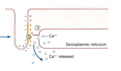 <p>PASSIVE PROCESS </p><ul><li><p>AP sensed by dihydropyridine (DHP) receptor on T-tubule</p></li><li><p>DHP causes conformational change in ryanodine receptor (RYR) on SR, causing release of Ca2+ into sarcoplasm</p></li></ul><p></p>