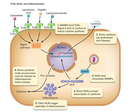 <p>Innate Immunity (second line of defense)</p><ul><li><p>triggered by unique signals of invader (MAMPs, microbe-associated molecular patterns)</p></li><li><p>bind to Toll-like receptors (in membrane) or Nod-like receptors (in cytoplasm)</p></li><li><p>cause transcription and release of cytokines</p></li></ul><p></p>