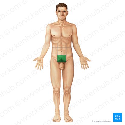<p>Genital</p>