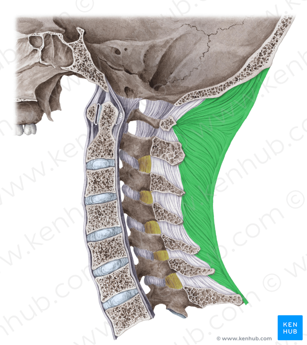 <p>posterior neck</p>