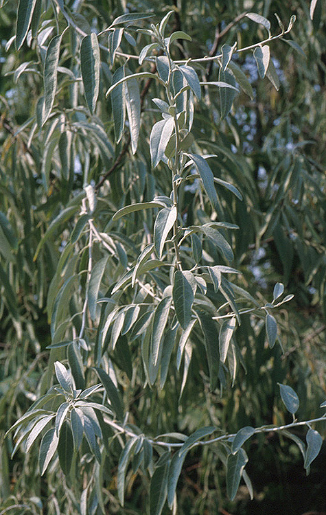 <p>common name</p>
