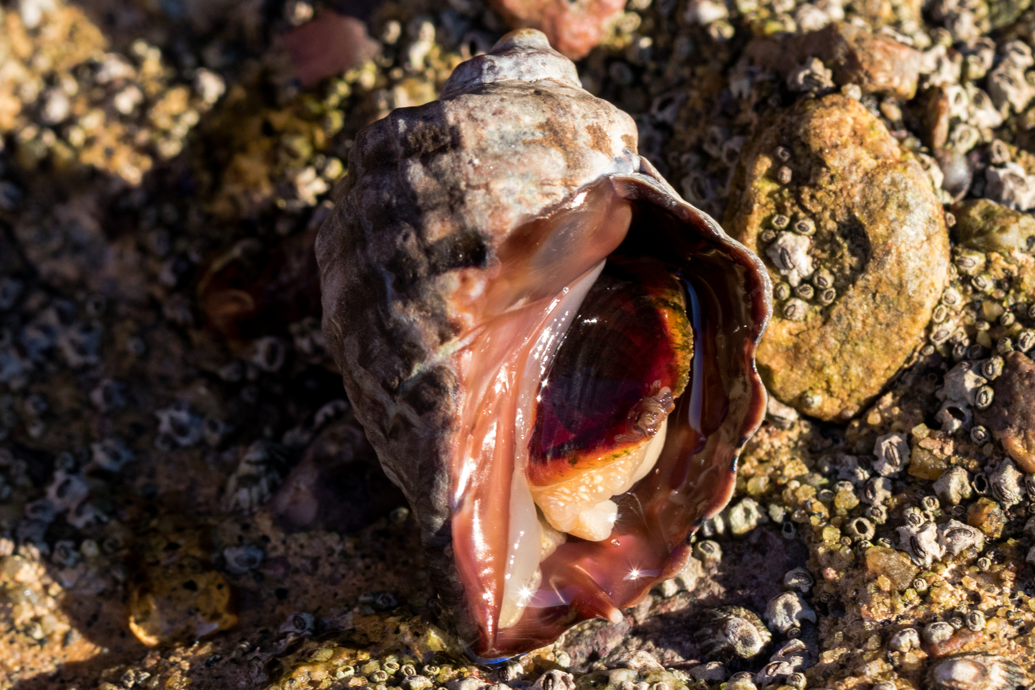 <p>Dark Unicorn Whelk</p>