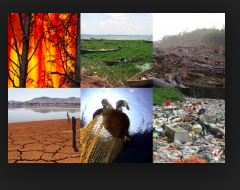 <p>1. Habitat loss</p><p>2. Invasive species</p><p>3. Overexploitation</p><p>4. Climate change</p>