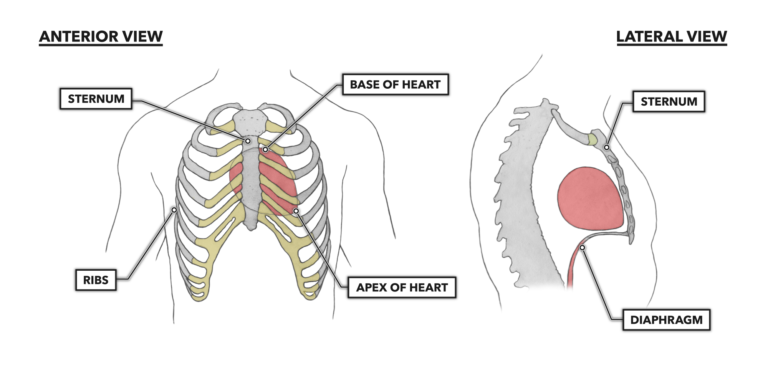 <ul><li><p>The heart has two parts:</p><ul><li><p><strong>Base:</strong> Superior, broader portion where vessels arise, points toward the right shoulder.</p></li><li><p><strong>Apex:</strong> Inferior, narrower portion resting on the diaphragm, points toward the left hip.</p></li></ul></li><li><p>Orientation: Right side is more anterior; left side is more posterior.</p></li></ul><p></p>