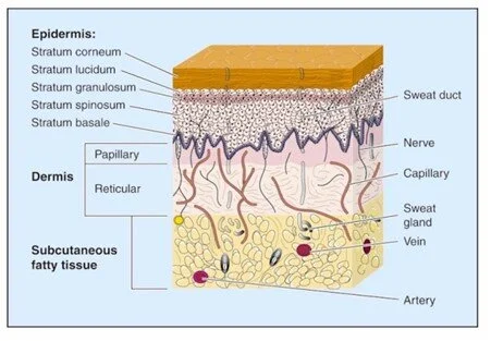 <p>Papillary Dermis (Top Layer)</p><ul><li><p><span><strong>Location:</strong> Lies right under the epidermis (outer skin layer).</span></p></li><li><p><span><strong>Structure:</strong> Made of loose, thin connective tissue with finger-like bumps called papillae that form fingerprints.</span></p></li><li><p><span><strong>Contents:</strong> Packed with tiny blood vessels (capillaries) and touch receptors (Meissner corpuscles) to feed the top skin and sense light touch. </span></p></li></ul><p><span>Reticular Dermis (Bottom Layer)</span></p><ul><li><p><span><strong>Location:</strong> Sits below the papillary dermis and above the fat layer (hypodermis).</span></p></li><li><p><span><strong>Structure:</strong> Much thicker and made of dense, irregular connective tissue with heavy-duty, interwoven collagen and elastin fibers.</span></p></li><li><p><span><strong>Contents:</strong> Holds hair follicles, sweat glands, oil glands, and deep pressure receptors.</span></p></li></ul><p></p>