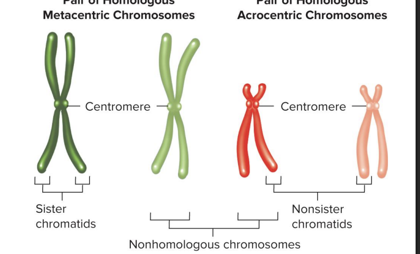 <p>carry completely unrelated sets of genes</p>