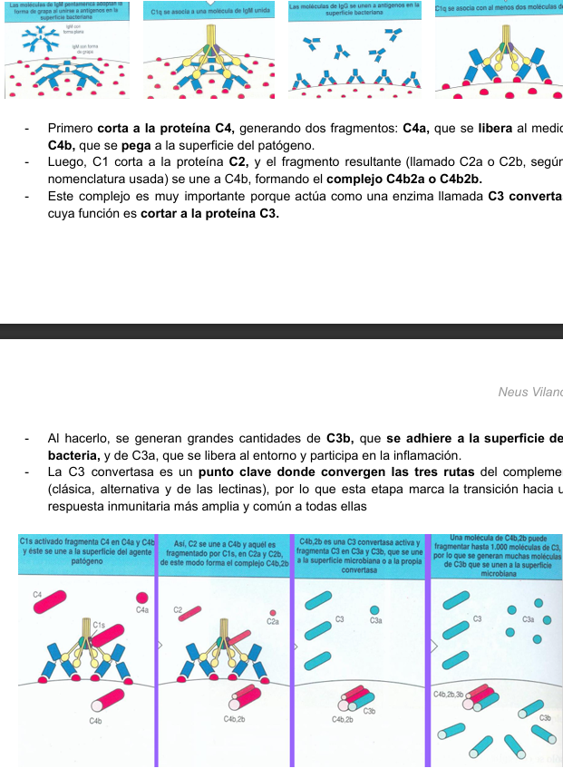 <p>La ruta clásica del sistema del complemento comienza cuando los anticuerpos IgG o IgM se unen a la superficie de un patógeno, como una bacteria.</p><ul><li><p>→ interacción Ag-Ac</p></li></ul><ol><li><p><strong><u>Unión del anticuerpo al antígeno → cambio conformacional</u></strong></p><ul><li><p>Cuando un anticuerpo se fija a un antígeno:</p><ul><li><p>Cambia su forma tridimensional (cambio conformacional).</p></li><li><p>Ese cambio expone una región del anticuerpo llamada dominio Fc, que antes estaba “oculta”.</p></li></ul></li><li><p>Este cambio es crucial porque permite que el complemento lo reconozca. (proteína C1 en forma de dedos)</p></li></ul></li><li><p><strong><u>Activación del complejo C1</u></strong></p><ul><li><p>C1 tiene forma de “dedos” que detectan anticuerpos unidos al patógeno.</p></li><li><p><strong>C1 solo se activa si se une a al menos dos anticuerpos</strong> pegados a la superficie.</p></li><li><p>Si C1 está libre en el plasma, <strong>no se activa</strong>.</p></li><li><p>Una vez activado, C1 inicia una <strong>cascada de cortes proteolíticos</strong></p></li></ul></li><li><p><strong><u>Corte de C4</u></strong></p><ul><li><p>C1 corta la proteína C4:</p><ul><li><p>C4a → Se libera al medio </p></li><li><p>C4b → Se pega a la superficie del patógeno</p></li></ul></li></ul></li><li><p><strong><u>Corte de C2</u></strong></p><ul><li><p>C1 corta C2, y uno de sus fragmentos se une a C4b</p></li><li><p>Esto forma:</p><ul><li><p>El complejo <strong><u>C4b2a (o C4b2b)</u></strong></p></li></ul></li><li><p>Este complejo es la C3 convertasa de la vía clásica</p></li></ul></li><li><p><strong><u>Formación de C3b y C3a</u></strong></p><ul><li><p>La C3 convertasa corta C3</p><ul><li><p><strong>C3b</strong> → se pega masivamente a la superficie del patógeno</p></li><li><p><strong>C3a</strong> → se libera y participa en inflamación</p></li></ul></li></ul></li><li><p><strong><u>Punto de convergencia</u></strong></p><ul><li><p>La <strong>C3 convertasa</strong> es el punto donde <strong>las tres vías del complemento</strong> (clásica, alternativa y lectinas) se vuelven <strong>comunes</strong>.</p><p>A partir de aquí, todas generan:</p><ul><li><p>Opsonización</p></li><li><p>Lisis</p></li><li><p>Inflamación</p></li></ul></li></ul></li></ol><p></p>