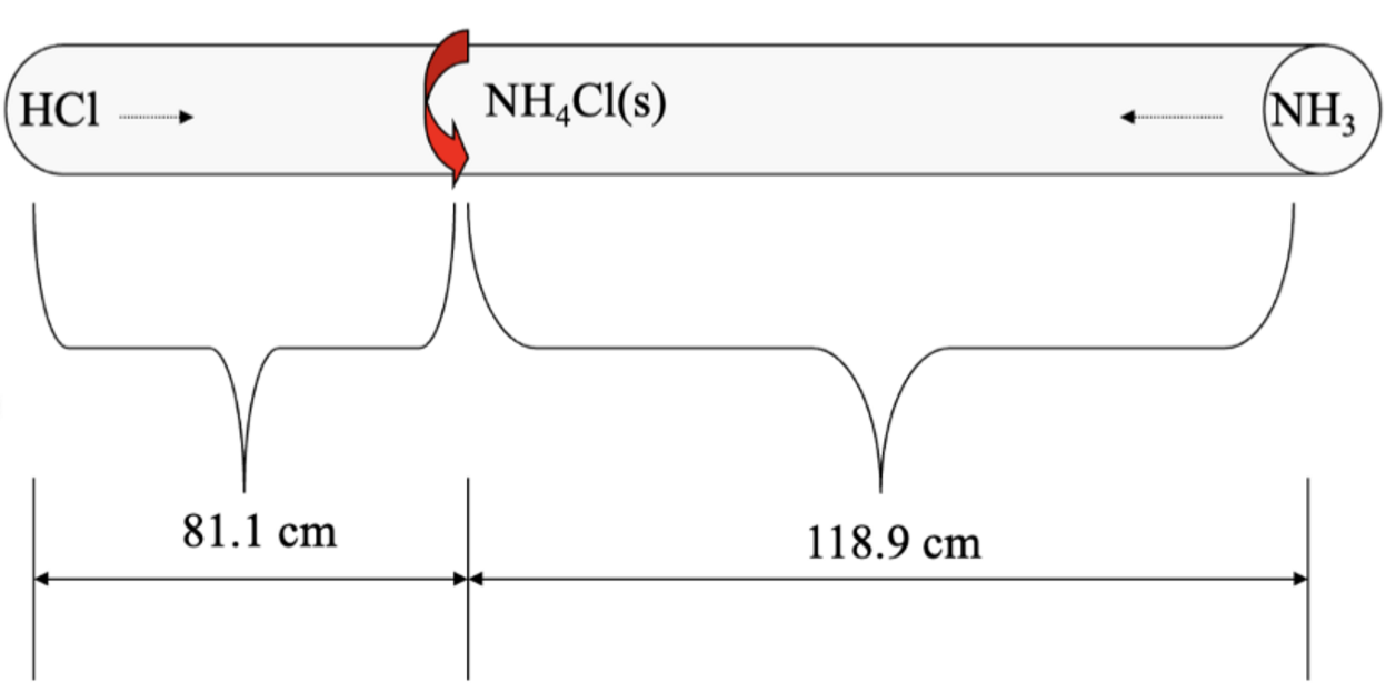 <ul><li><p>the solid will form closer to the HCl</p></li><li><p>this is because a lighter gas travels faster than a heavier gas</p></li></ul><p></p>