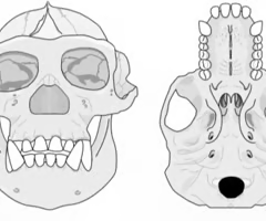 <p><span>The 'cheek-bone'. Jaw muscles used for chewing pass through this arch. The muscles are attached from the skull to mandible.</span></p>