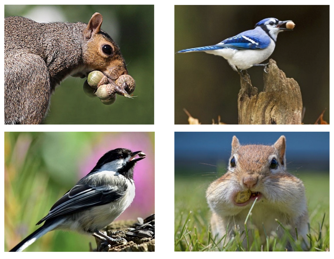 <p>Animal transport because it can usually go farther</p>