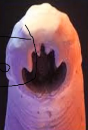 <p>what worm</p>