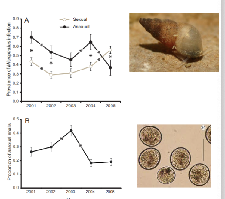 <p><span>• Populations of Potamopyrgus antipodarum<br>have both sexual and asexual genotypes<br>• Populations exposed to higher densities of<br>Microphallus have higher frequencies of<br>sexually reproducing individuals<br>• Sexual females have lower infection rates</span></p>