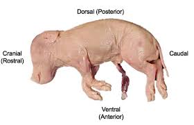 <p><span style="background-color: transparent;">Refers to the back side or upper surface of the pig.</span></p>