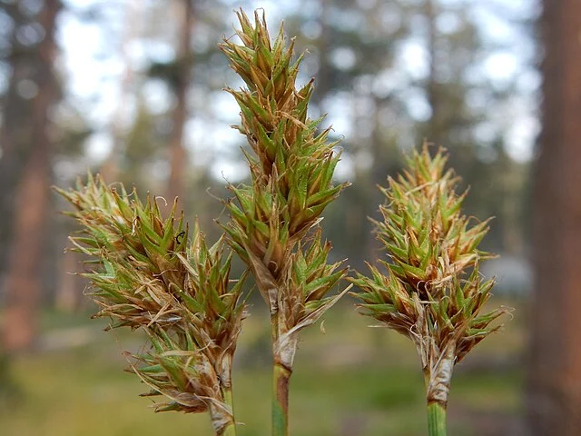 <p>Chamisso Sedge</p>