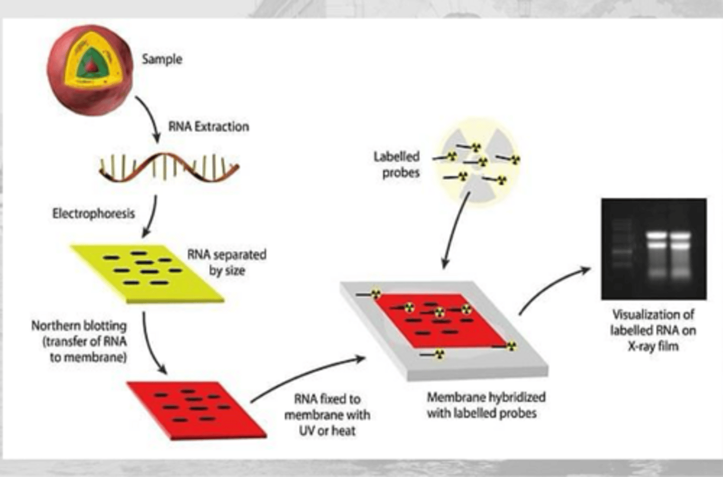 <p>uses a DNA or RNA probe to assess presence and quantity of mRNA in a sample (gene expression)</p><p>- RNA is the starting material </p><p>- a buffer is present to allow strands to anneal</p>