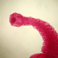 <p>What is this animal’s class?</p>