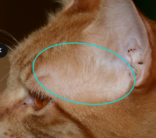 <p>What disease is this?</p>