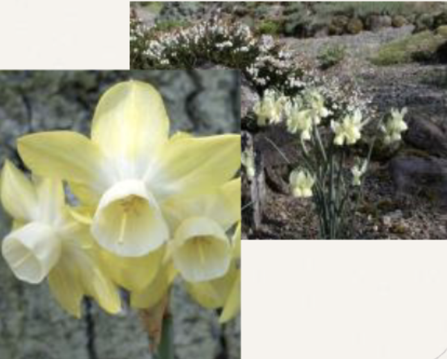<p>Long, keeled, striated leaves, curled at tip?<br>1-6 flowers, pendulous, white-bright yellow<br>Segmented, sharply <u>reflexed outer whorl</u></p>