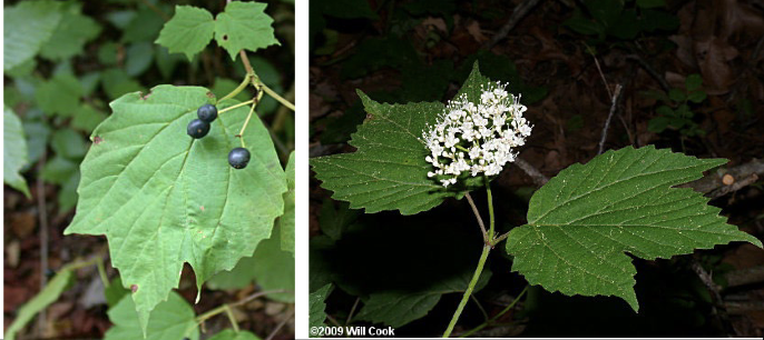 <p>Family:<br>Genus:<br>Species:<br>Common Name:</p>