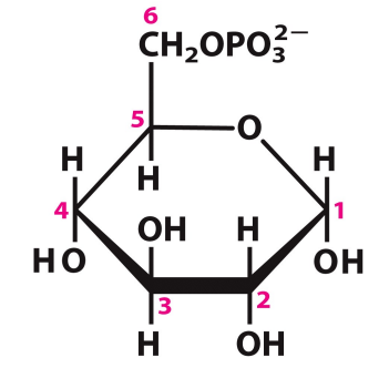 <p>What is this structure?</p>