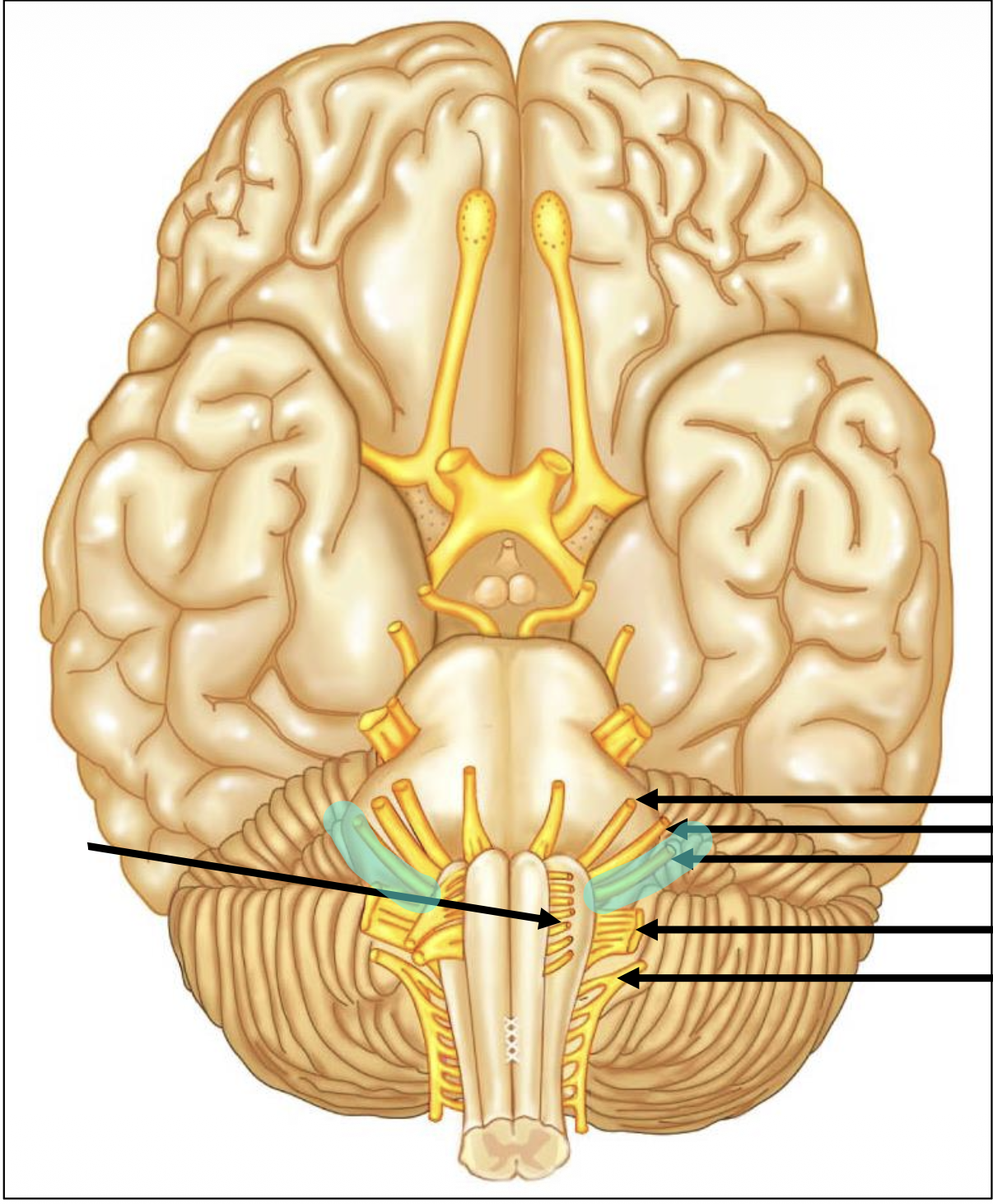 <p>Number the highlighted nerve</p>