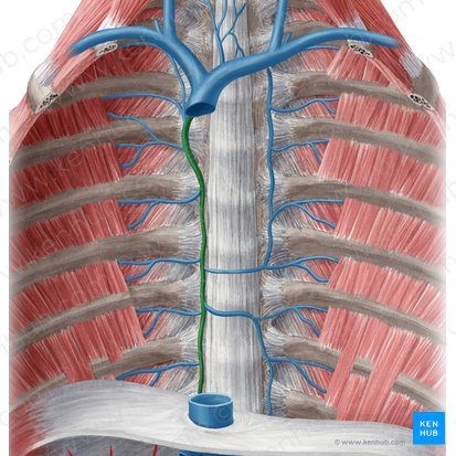 <p>drains blood from the back chest wall and abdomen</p>