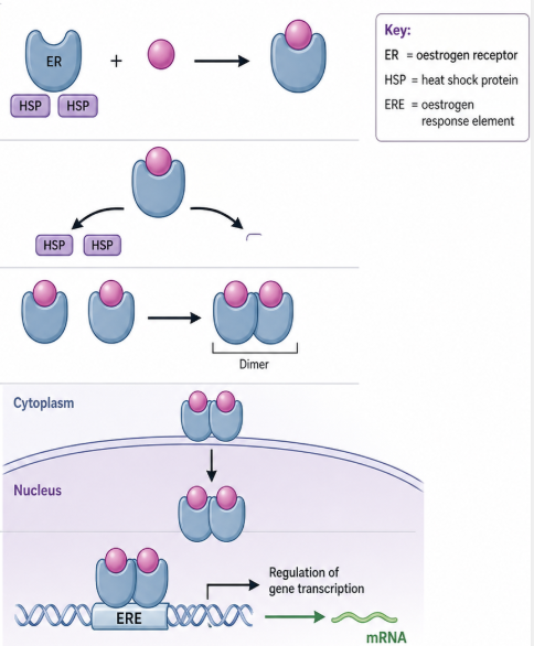 <p>How does the oestrogen receptor act to regulate gene expression?</p>