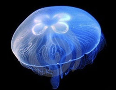 <p></p><p>What is the Class, Phylum, and Kingdom of the Genus Aurelia??</p>