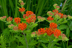 <ul><li><p>lanceolate foliage</p></li><li><p>host plant for monarchs</p></li><li><p>tuber growth</p></li></ul><p></p>