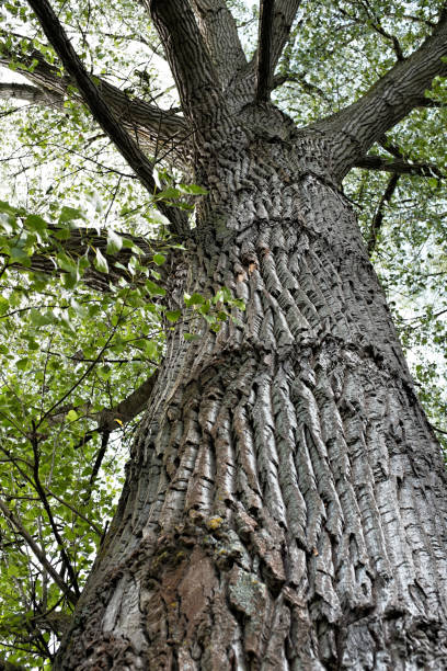 <p>American basswood (wiigob)</p>