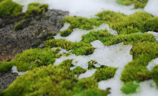 <p>What environments do bryophytes live in?</p>