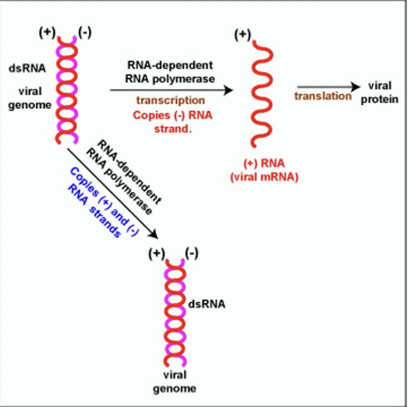 <p>semi-conservative replication can be done on both strands using RNA-dependent RNA polymerase to remake copies of the double strand</p>