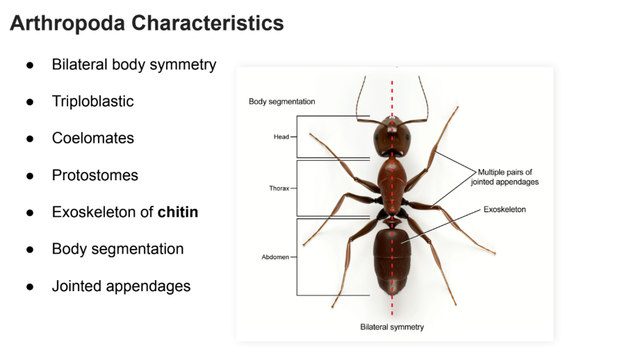 <p>● Bilateral body symmetry</p><p>● Triploblastic</p><p>● Coelomates</p><p>● Protostomes</p><p>● Exoskeleton of chitin</p><p>● Body segmentation</p><p>● Jointed appendages</p>