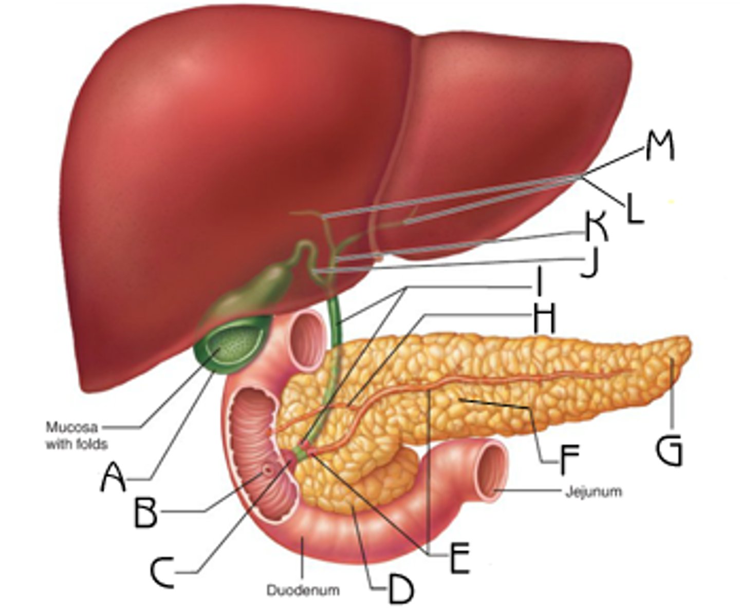 <p>a fluid that is made and released by the liver and stored in the gallbladder. A substance produced by the liver that breaks up fat particles.</p>