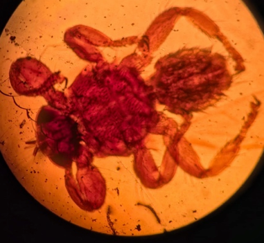 <p>přežvýkavci</p>