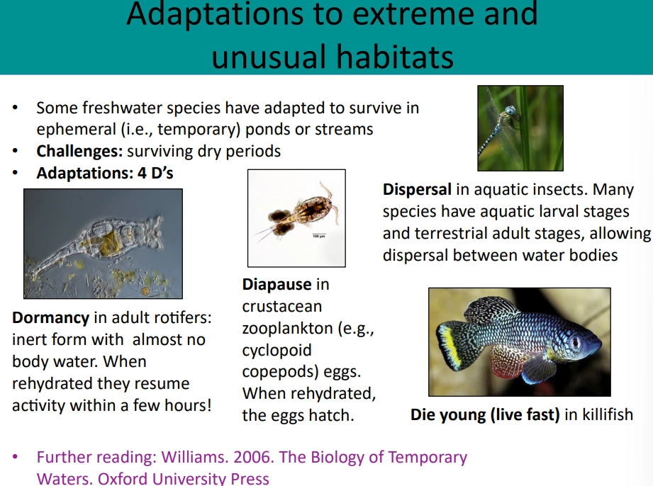 <p>thermophiles in <strong>hot springs</strong> eg. hydrogenobaculum, brine flies</p><p></p><p><strong>freshwater pools</strong> in caves eg. mexican tetra</p><ul><li><p><strong>darkness</strong>- reduced or no eyes</p></li><li><p><strong>low food</strong>- no scales and low metabolism</p></li><li><p><strong>low oxygen</strong>- increased red blood cells</p></li></ul><p></p><p><strong>temporary/ephemeral</strong> ponds and streams</p><ul><li><p><strong>dessication</strong>-</p><ul><li><p>dormancy (eg. rotifers)</p></li><li><p>diapause (eg. copepods)</p></li><li><p>dispersal with terrestrial adult stages (eg. dragonflies)</p></li><li><p>dying young and reproducing early (eg. killifish)</p></li></ul></li></ul><p></p><p><strong>waterfalls </strong>eg. migratory fish</p><ul><li><p><strong>travelling upstream</strong>- sucker mouths eg. rock climbing goby</p></li></ul><p></p>