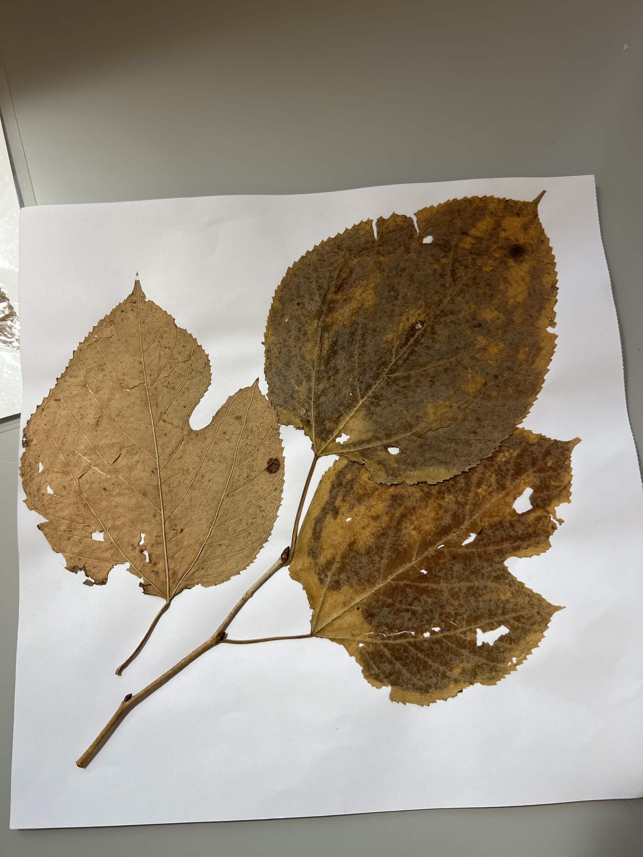 <p>Common name and scientific name?</p>